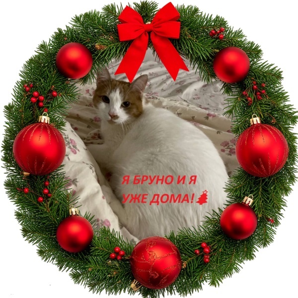 БРУНО НАШЁЛ СВОЙ ДОМ🏡