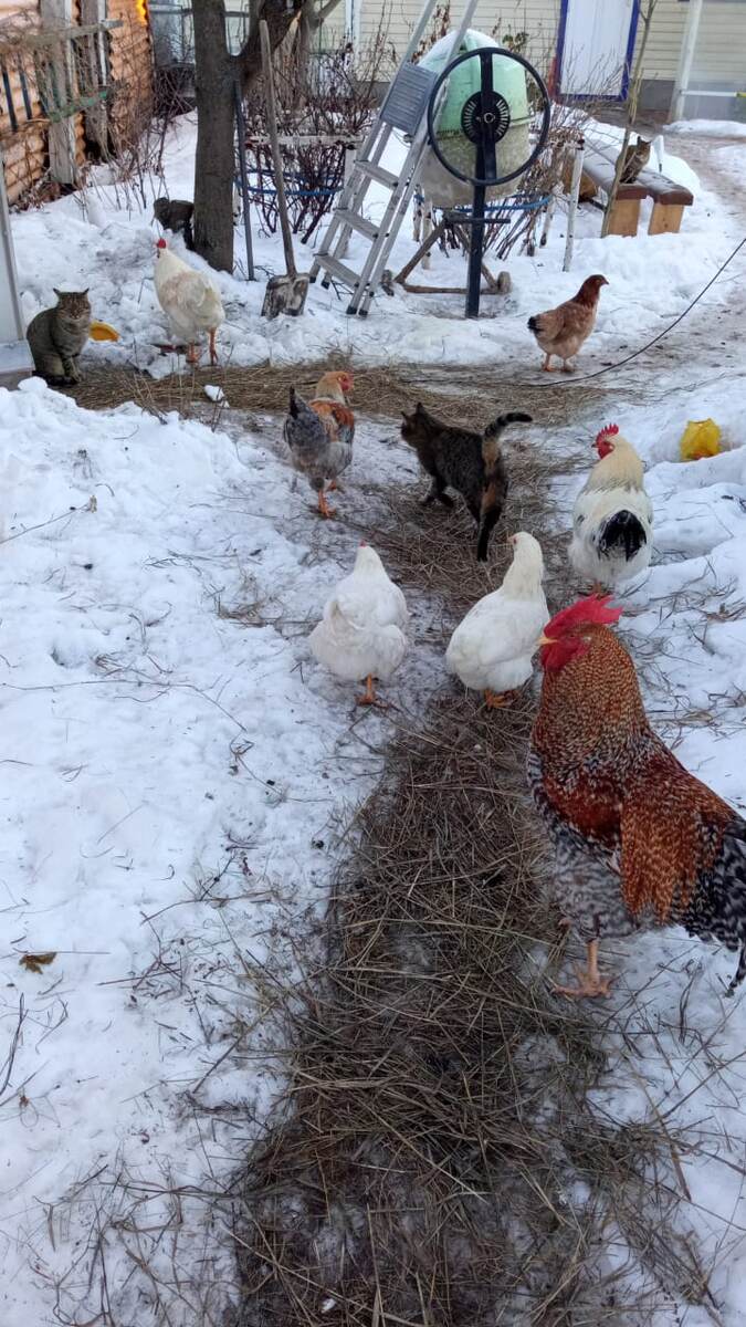 Мои птички в одну из зим. Одна из любимых фотографий /фото автора канала/