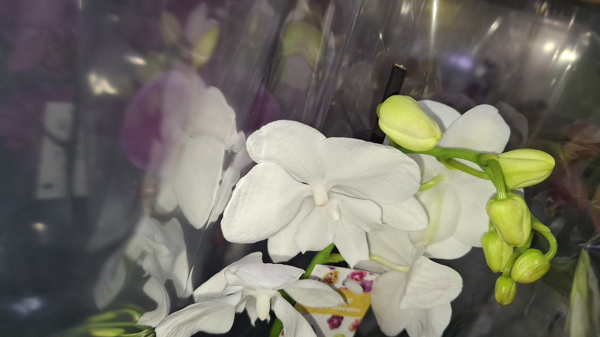 Белый роскошный биглип. С ответвлениями и множеством бутонов.