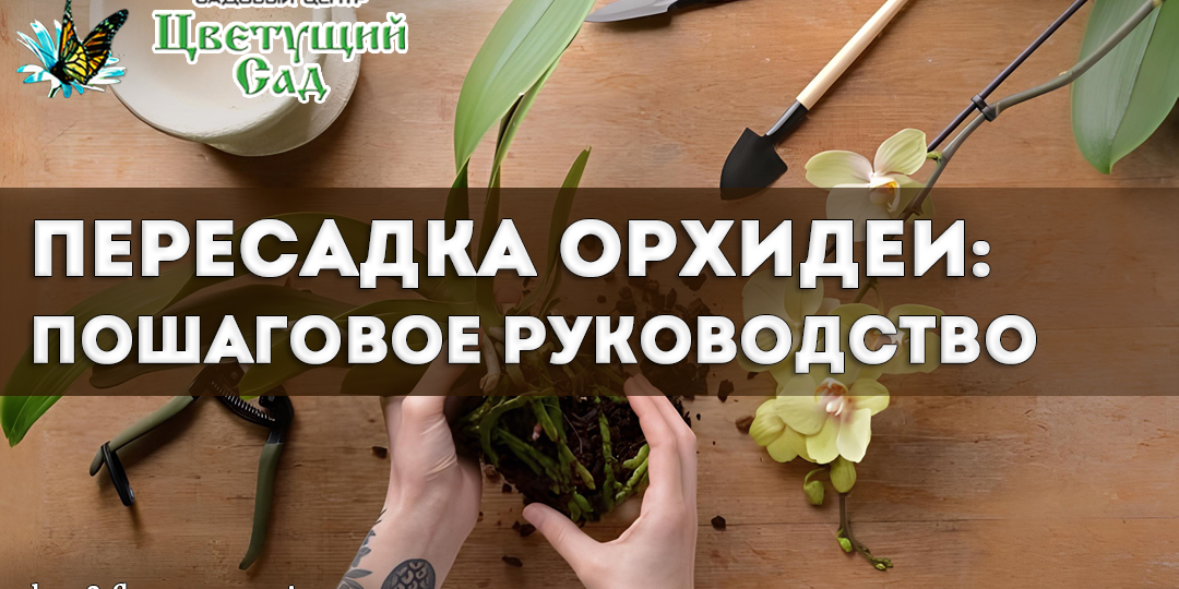 Пересадка орхидеи: пошаговое руководство