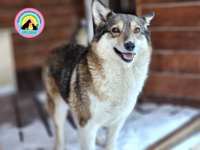 В новогоднюю ночь к нам из леса пришла чья - то собака...