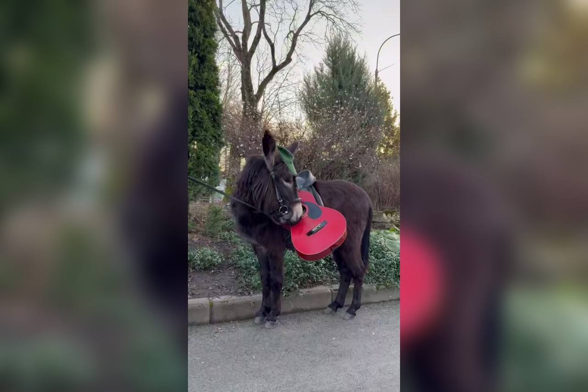 Фото: скриншот из видео