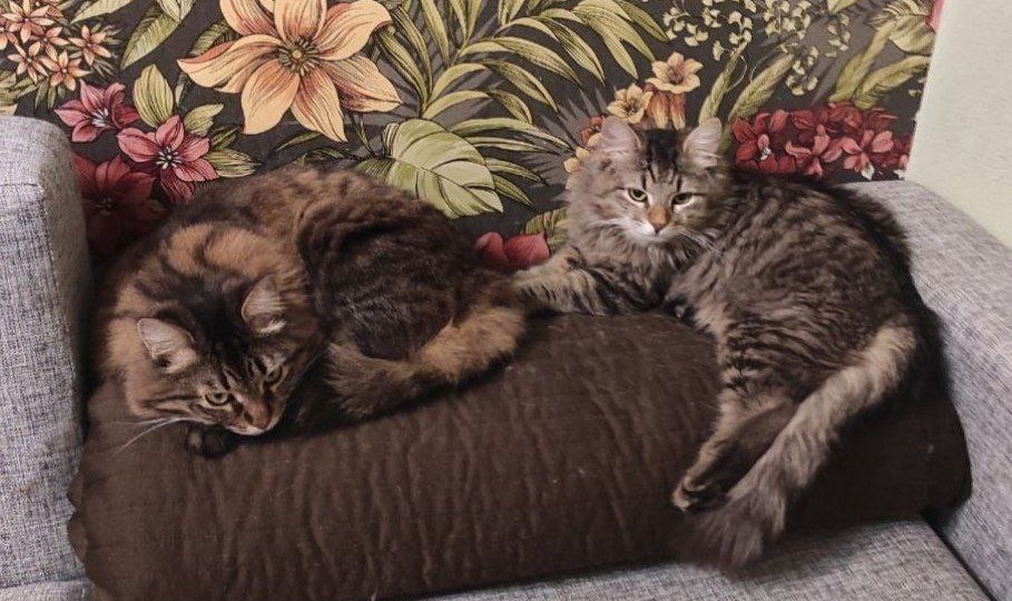 01.01.2026г. Первый день Нового года, много шоколада и приятные подарки