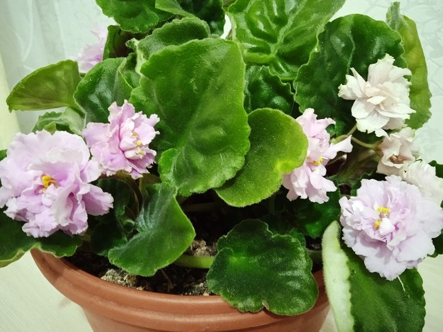 Почему скручиваются листья у фиалки комнатной, рассказываю