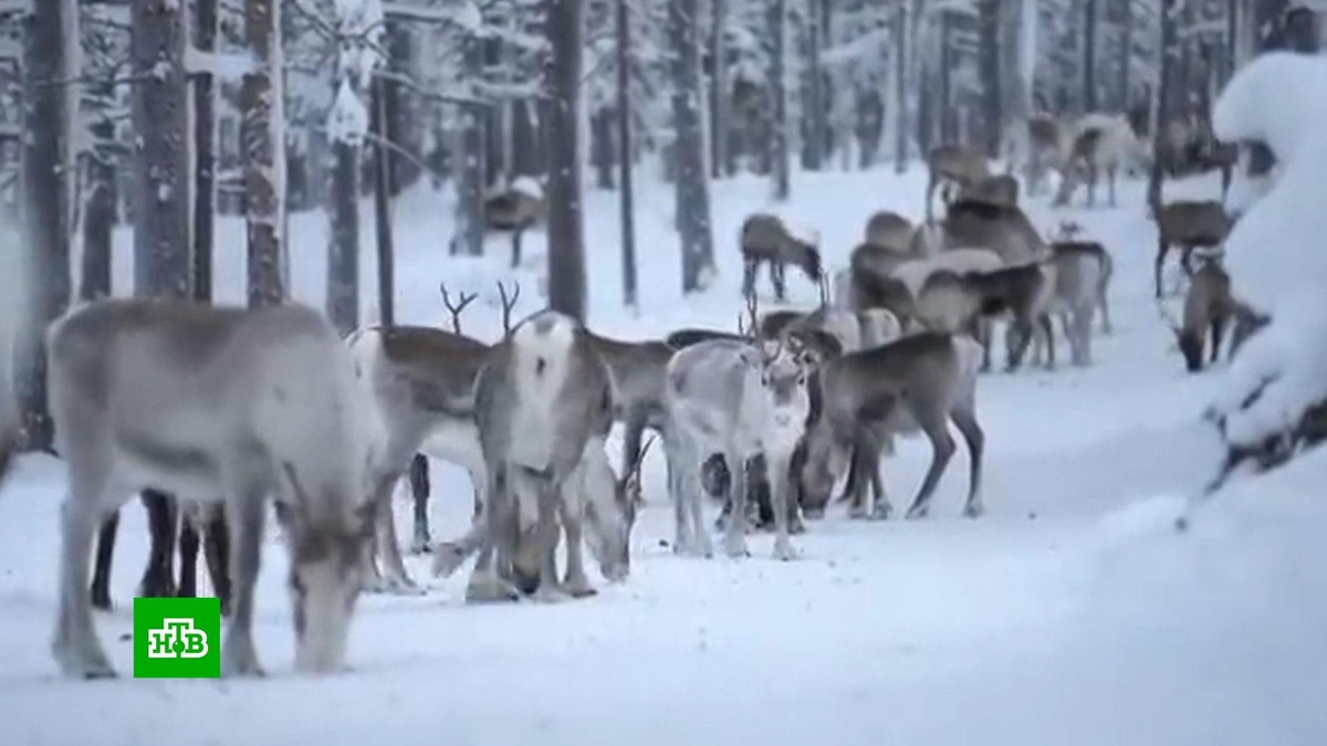    В Финляндии возложили на Путина вину за съеденных волками оленей