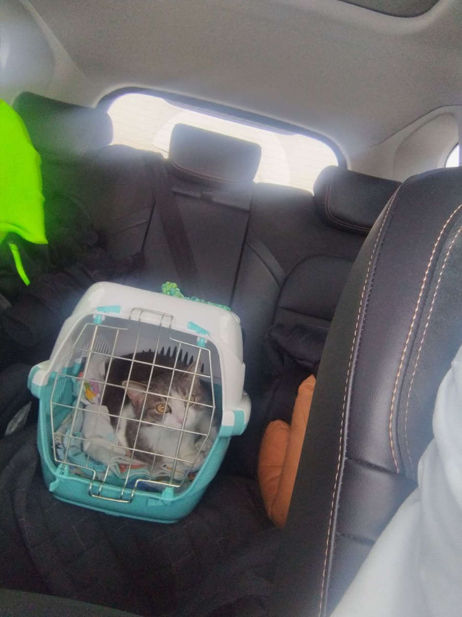 Взяли даже кошку