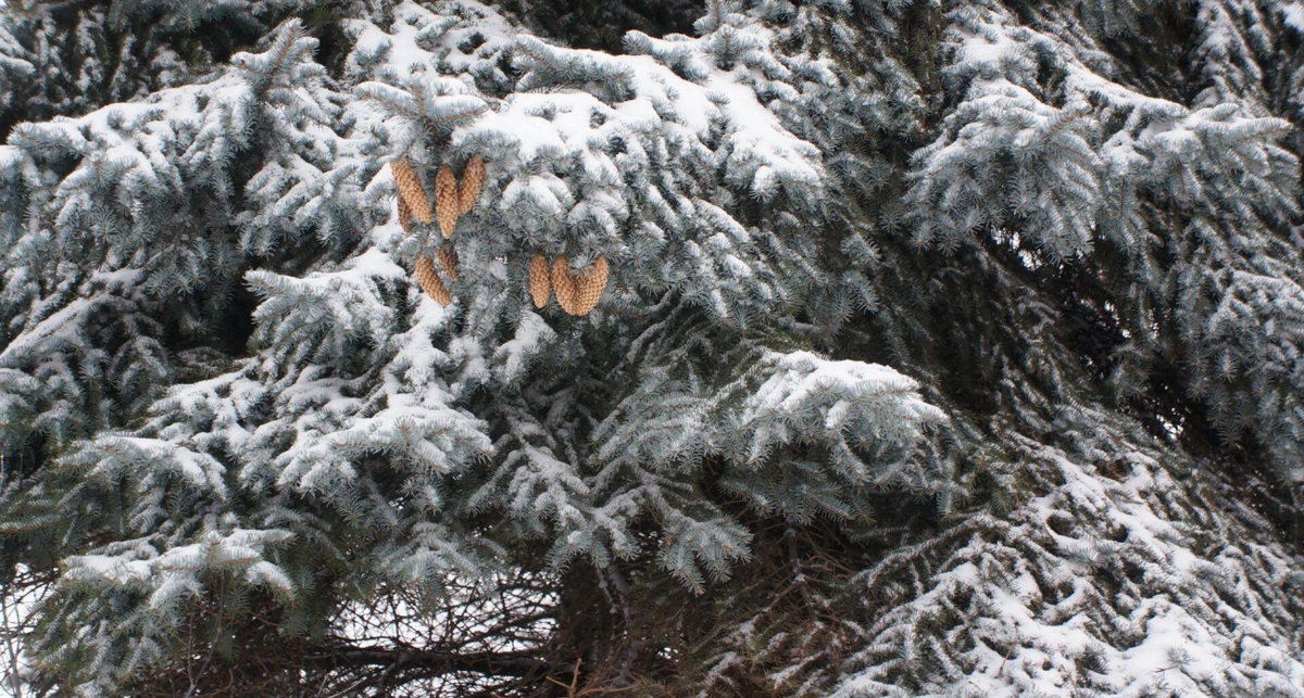    NewsNN. с сайта files.1mi.media