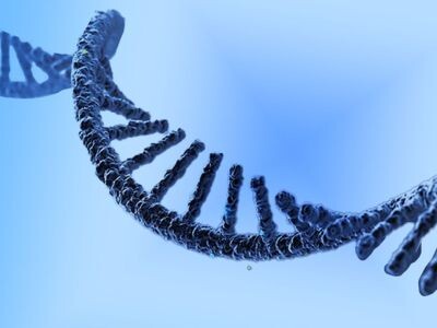    Учёные временно «омолодили» иммунную систему через печень