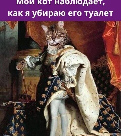 Прикольные мемы с котиками