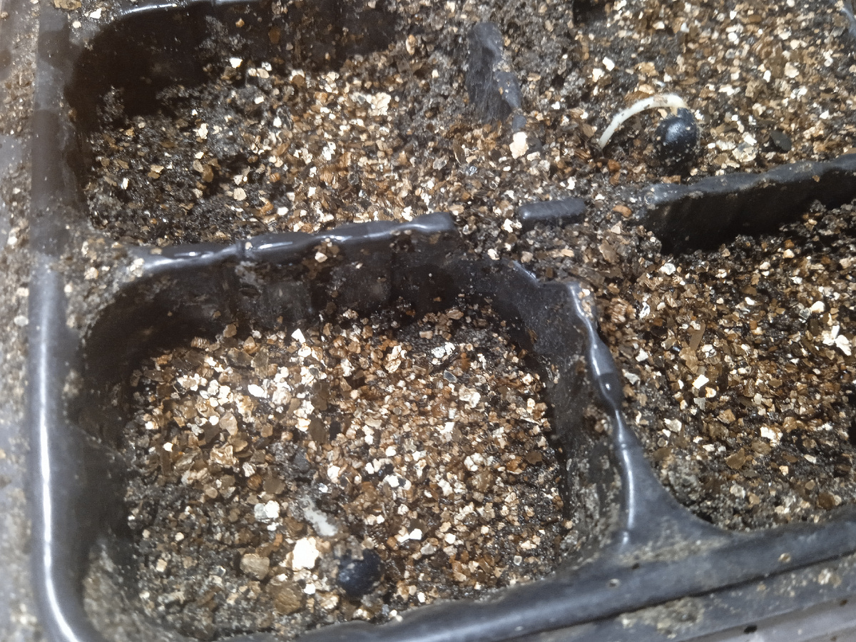 Пионовые выскочки