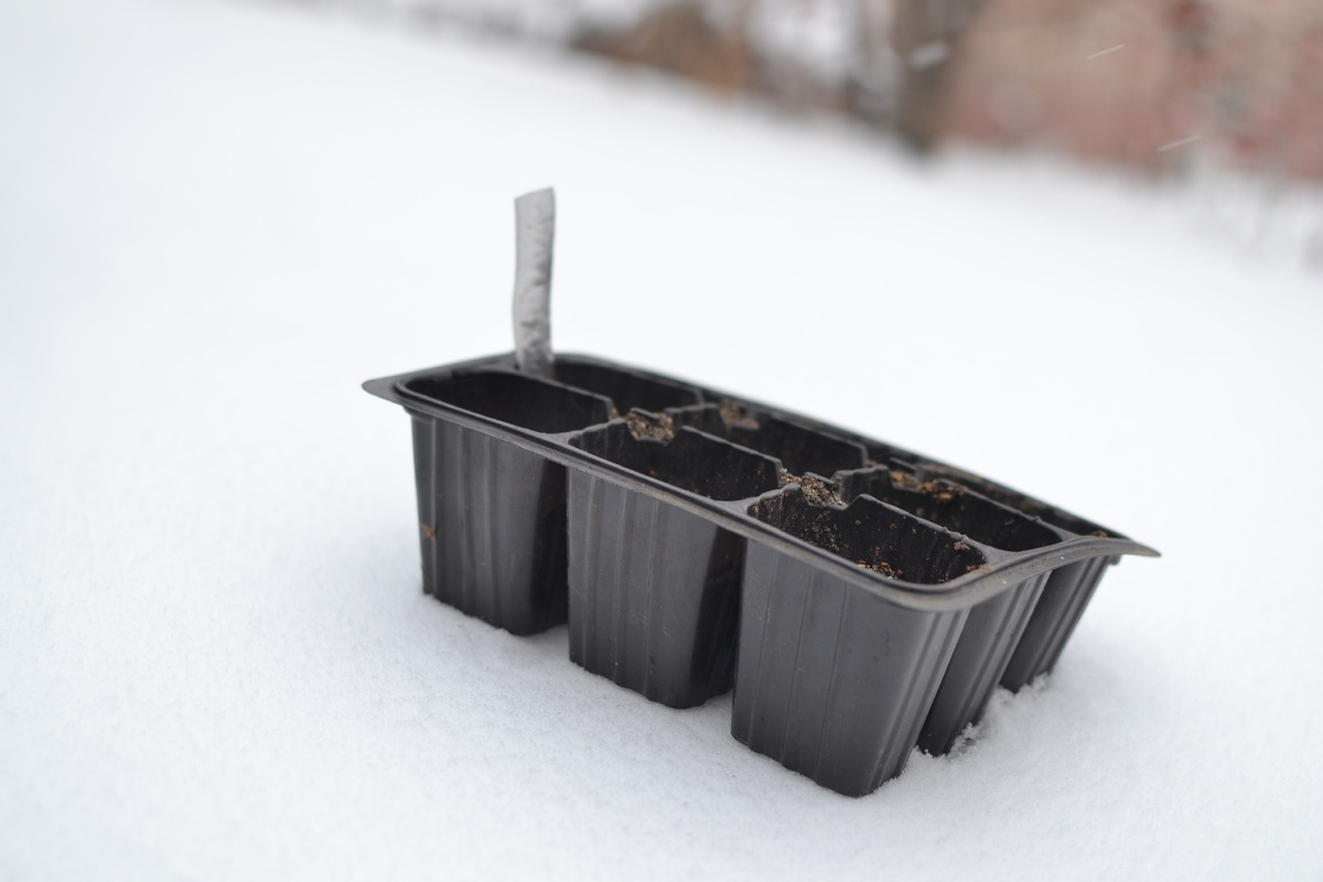 Посевы пионов на снегу