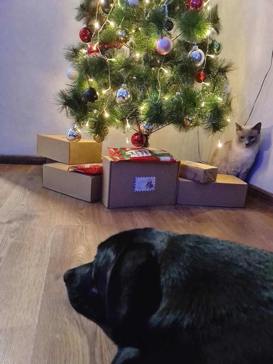 Сэм и Буся ждут, когда можно будет будет добраться до пакетиков с вкусняшками. Фото из личного архива автора. 