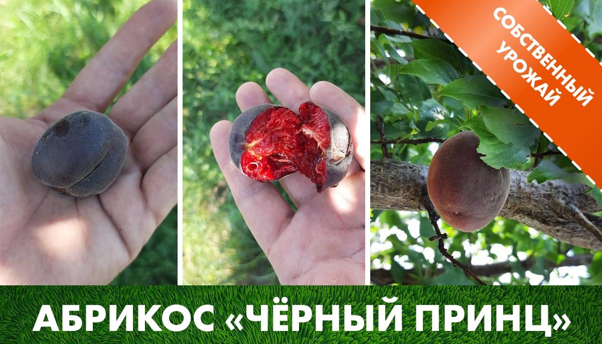 Урожай абрикоса «Чёрный принц» в клетке саженцев на нашем участке.