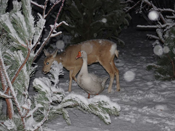     Фото: реабилитационный центр "Пеликан"