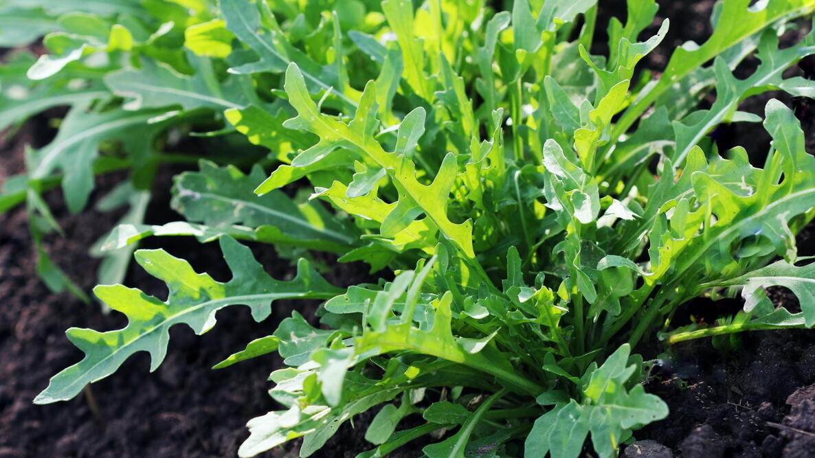 Руккола. Фото vaivirga (Shutterstock)