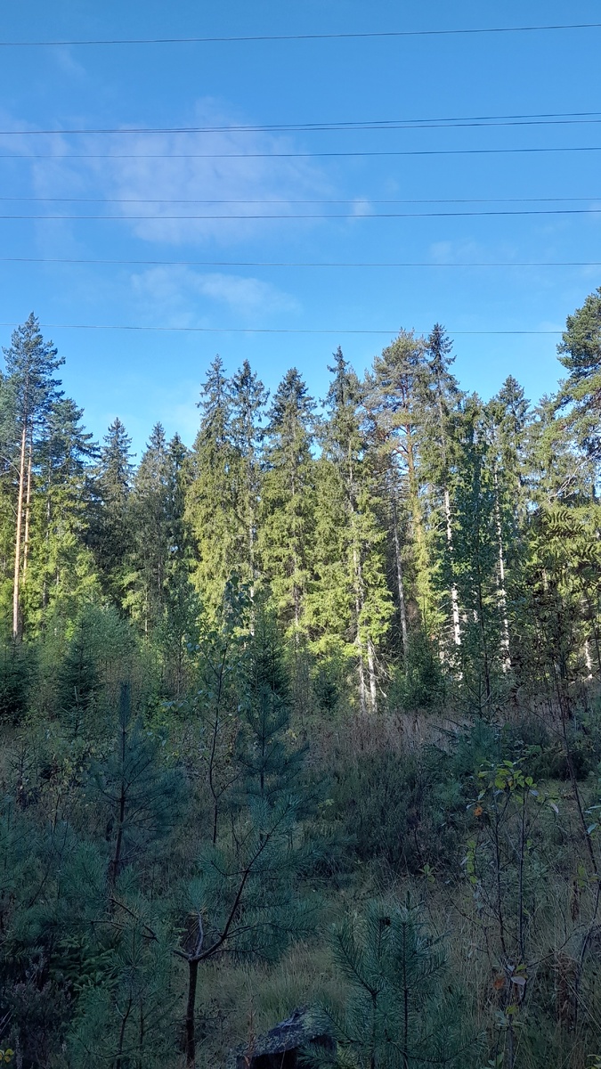 Молодые сосенки