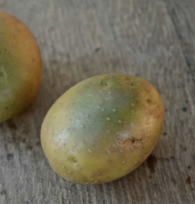 Яндекс фото 