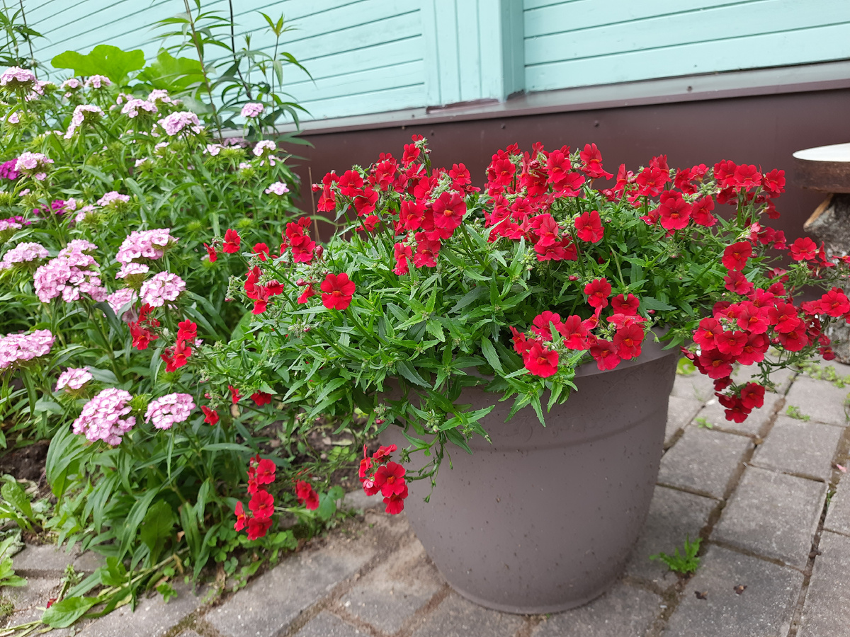 Немезия Sunsatia Plus Granada