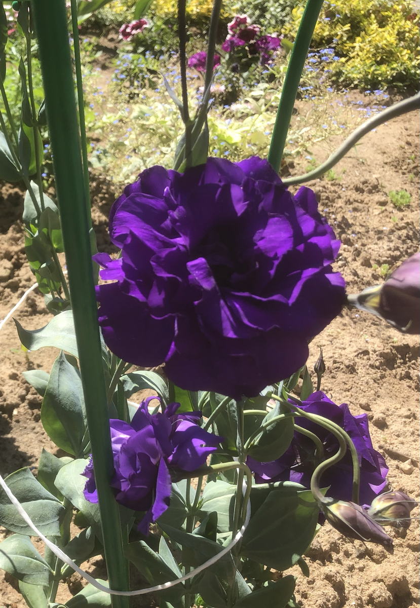 29 мая 2023 год, всходs  15 декабря 2022г