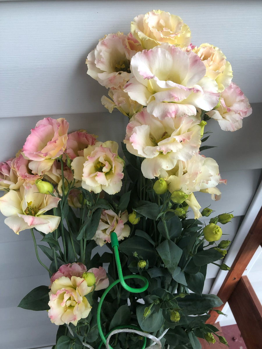 Эхо Шампань