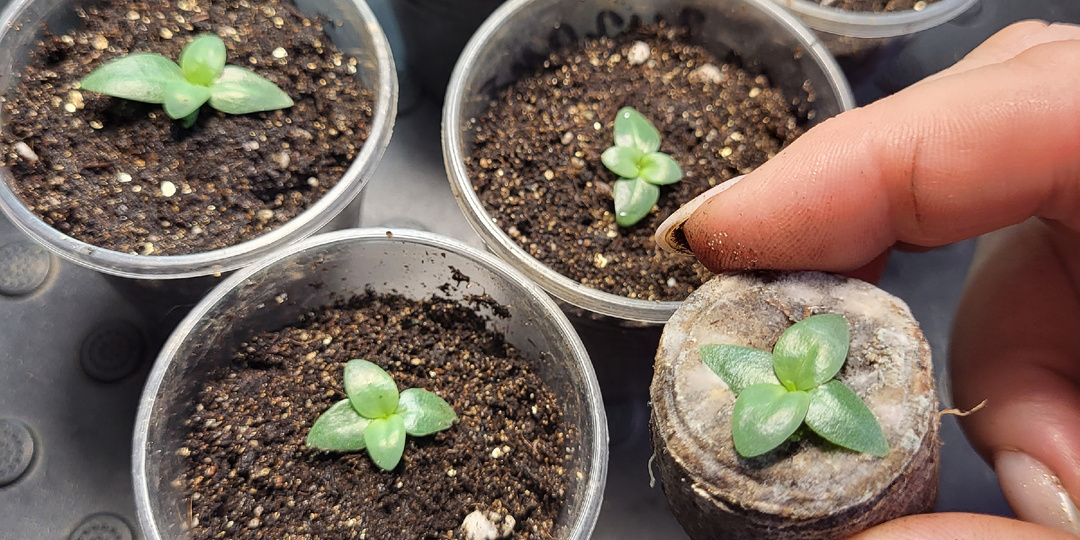 Мой честный эксперимент. Какие семена эустомы реально взошли. Часть 2.