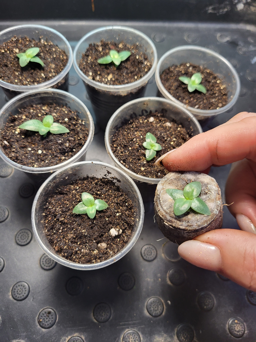 Рассада эустома серия Эхо F1 Розовая. Ровно через 35 дней после посева.