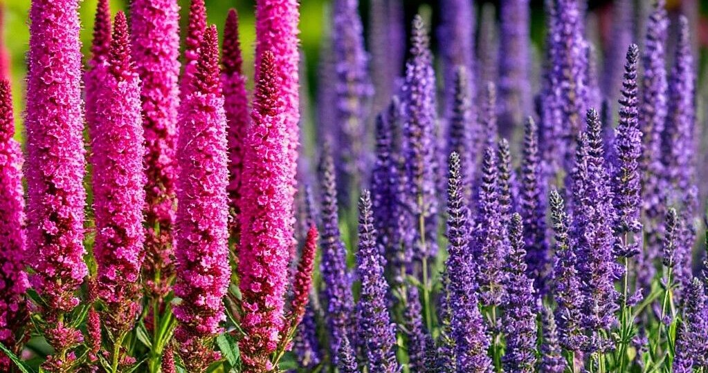 Дербенник иволистный в нашем саду: мой опыт выращивания, ч.2 (продолжение)