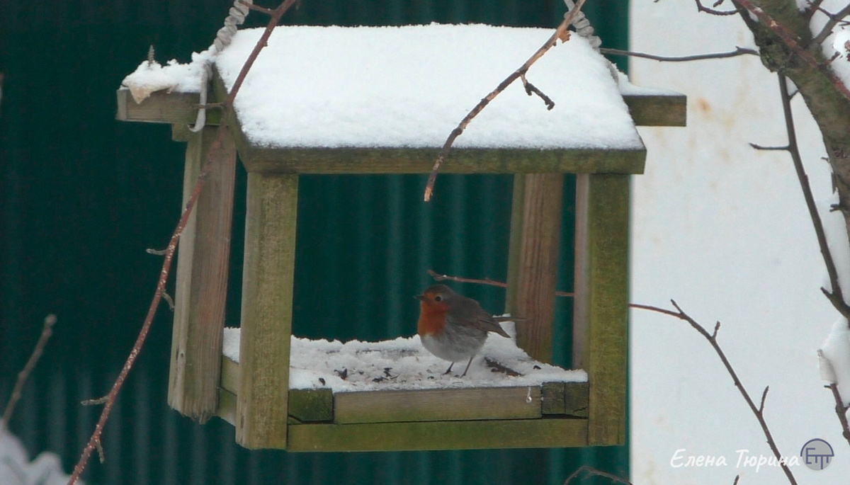 Фото: Елены Тюриной. Зарянка на кормушке. Апрель. 2025