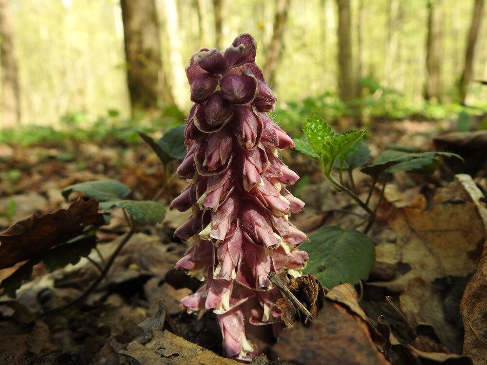 Петров крест