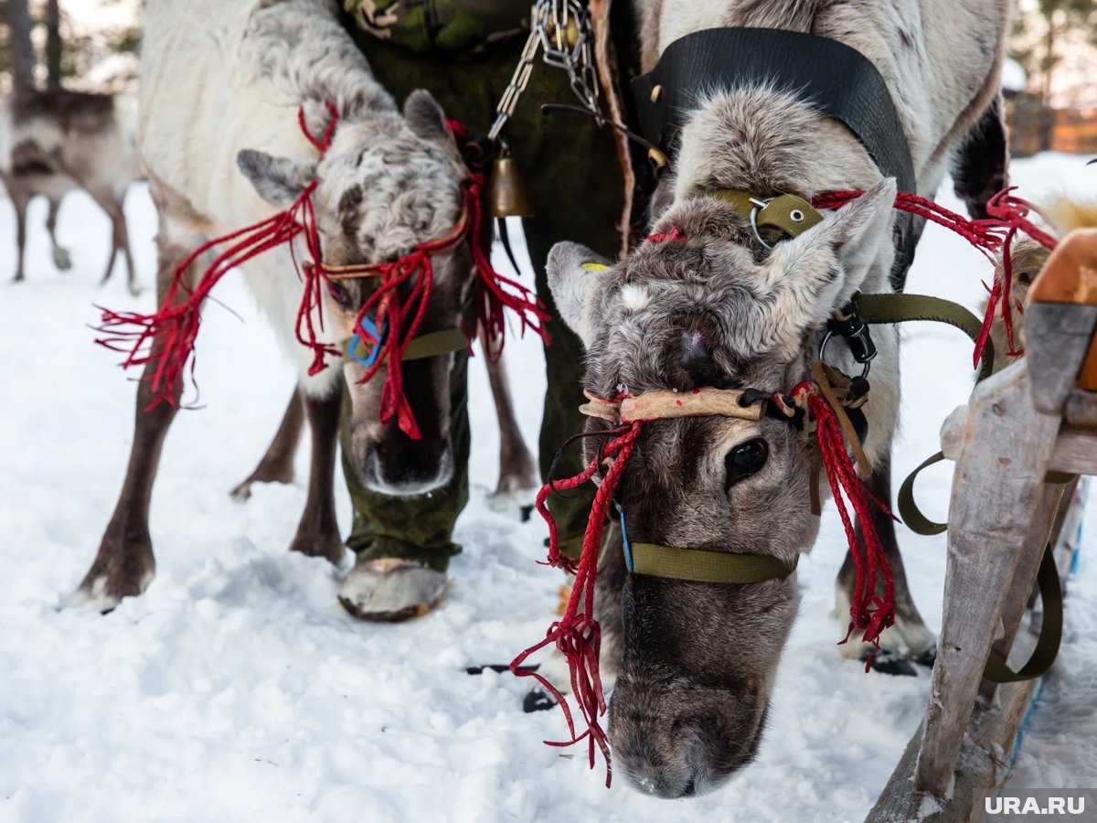     Повозка выезжала с прилегающей территории