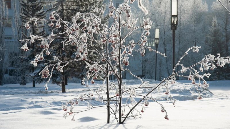     Иней, снег, зима в Барнауле. Дмитрий Лямзин.