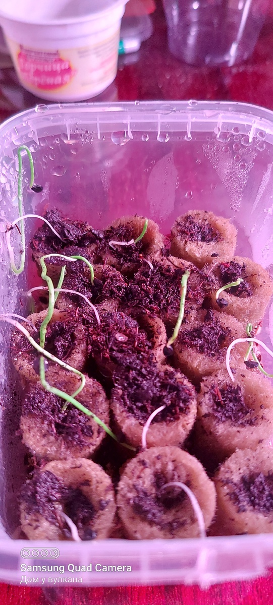 Гигантскому луку 10 дней от посева