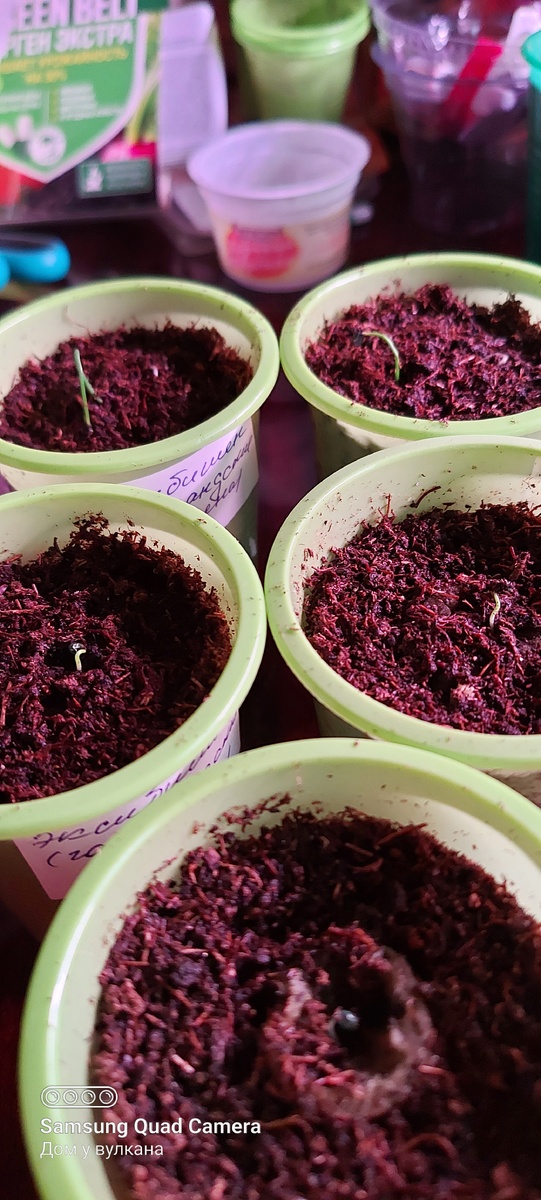 Всходы лука Эксибишн