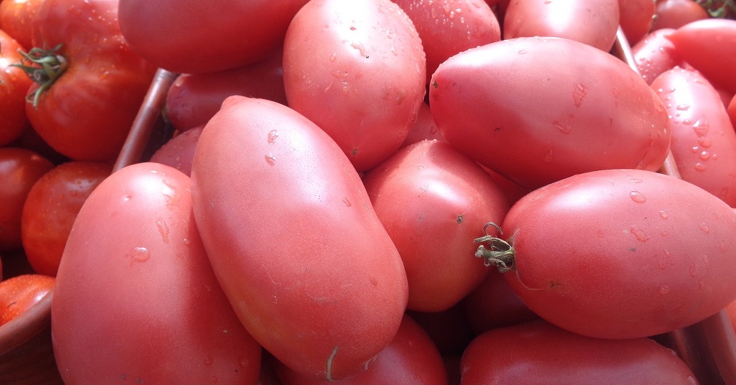 Лучшие томаты для сибиряков и северян! Томат Петруша Огородник.