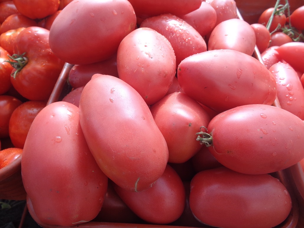 ТОМАТ ПЕТРУША ОГОРОДНИК. №7 в моем каталоге ОГОРОДНАЯ АЗБУКА ОЛЬГИ ЧЕРНОВОЙ.