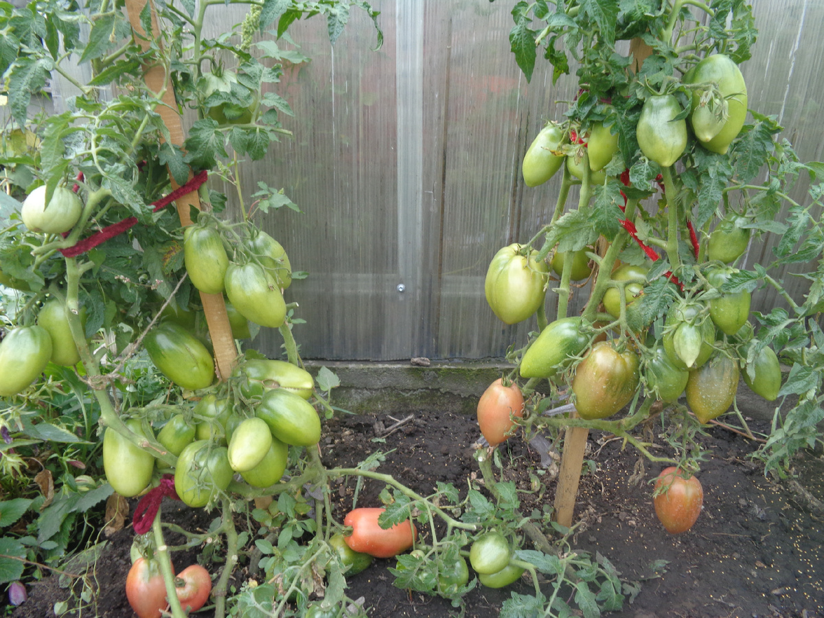 ТОМАТ ПЕТРУША ОГОРОДНИК. №7 в моем каталоге ОГОРОДНАЯ АЗБУКА ОЛЬГИ ЧЕРНОВОЙ.