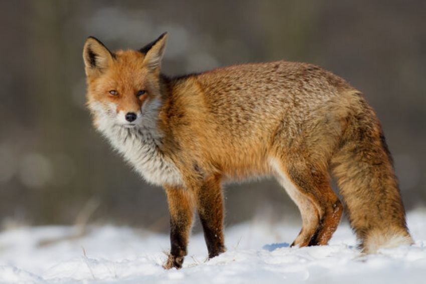 Рыжая лисица в зимнем лесу. Теплая шуба, чуткие уши, внимательный взгляд. За этой красотой — суровая эффективность одного из самых адаптивных хищников.