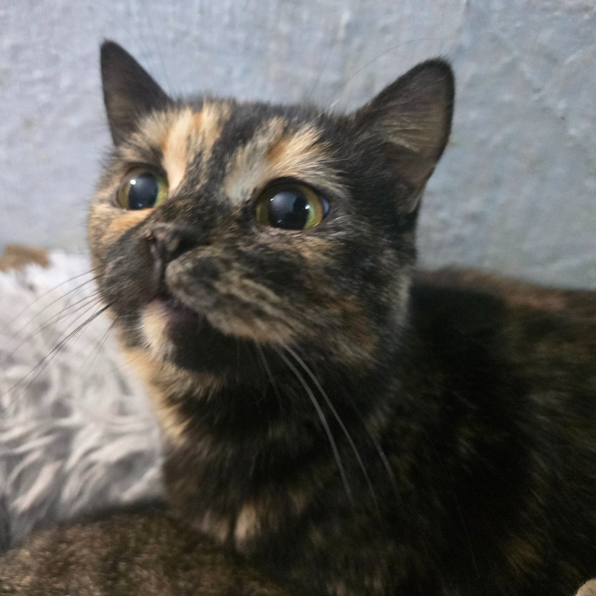 огромные желтые глаза полные надежды и грусти