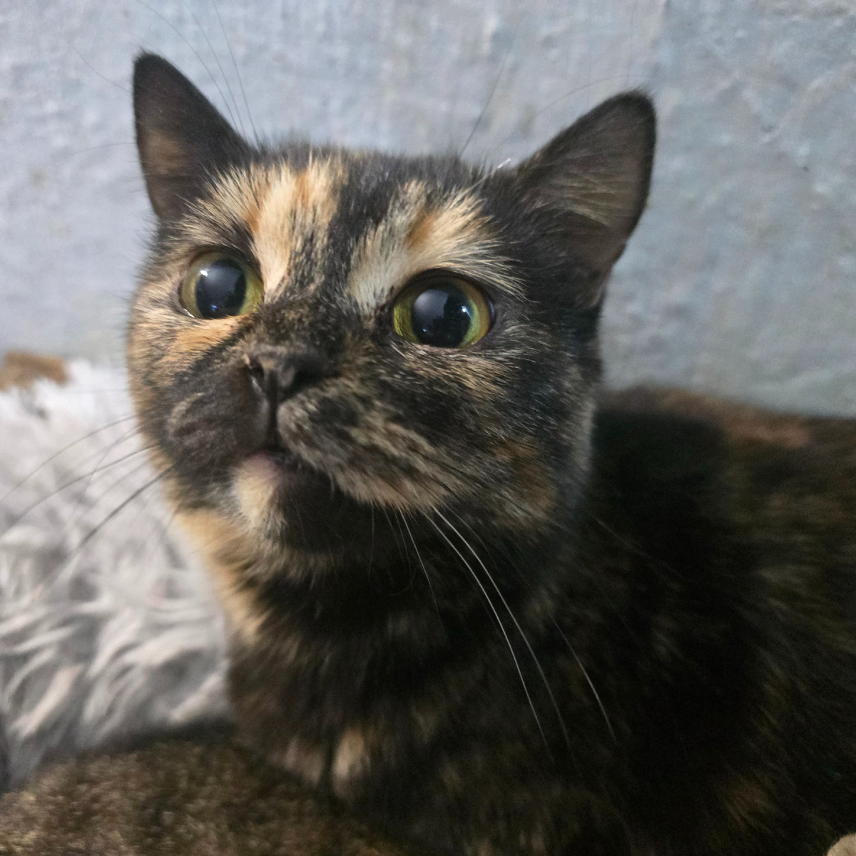 тихая печаль в больших кошачьих глазах