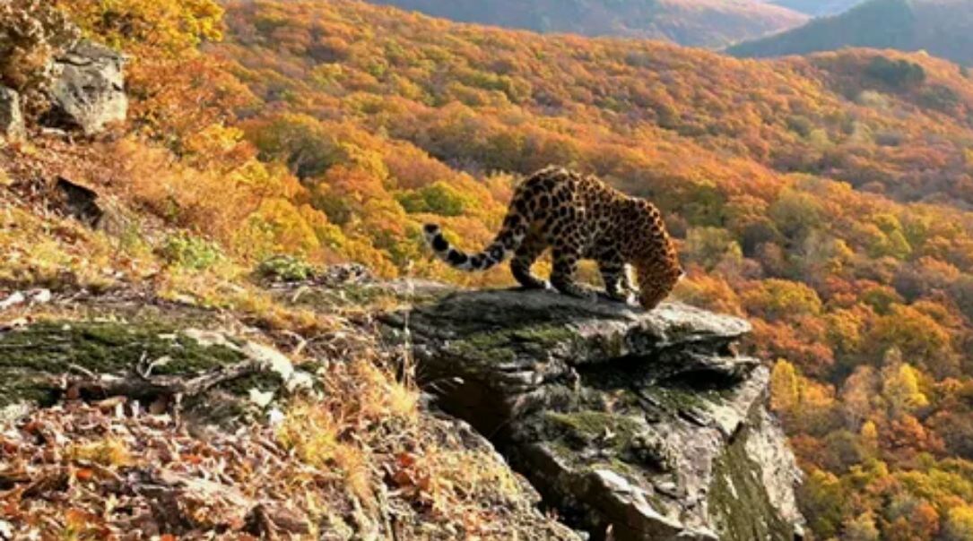 Амурский (дальневосточный) леопард на территории национального парка «Земля леопарда»