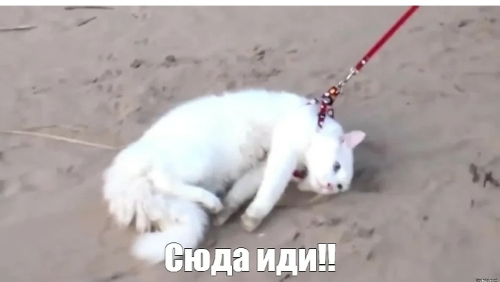 Чипирование животных. Как изменится жизнь хозяев кошек и собак с 2026 года. Барсик и Жучка – теперь на учёте!