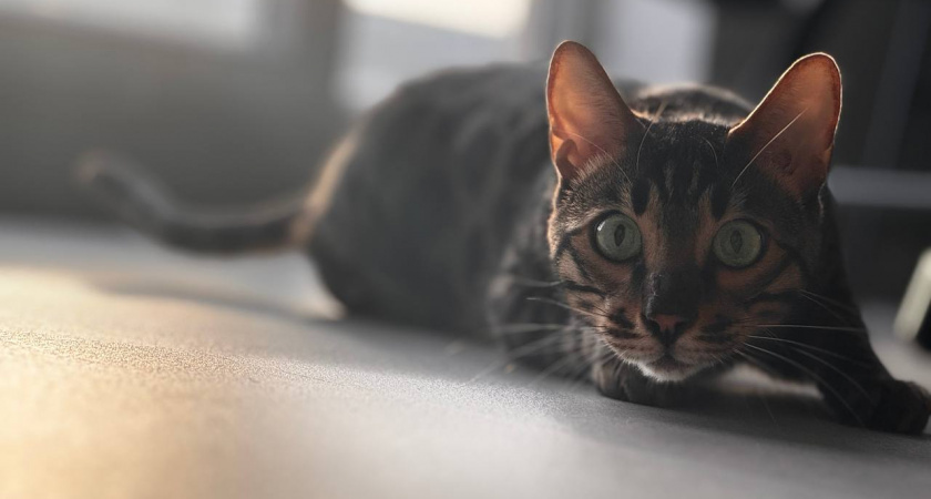    Фото: Первый городской канал Калининград