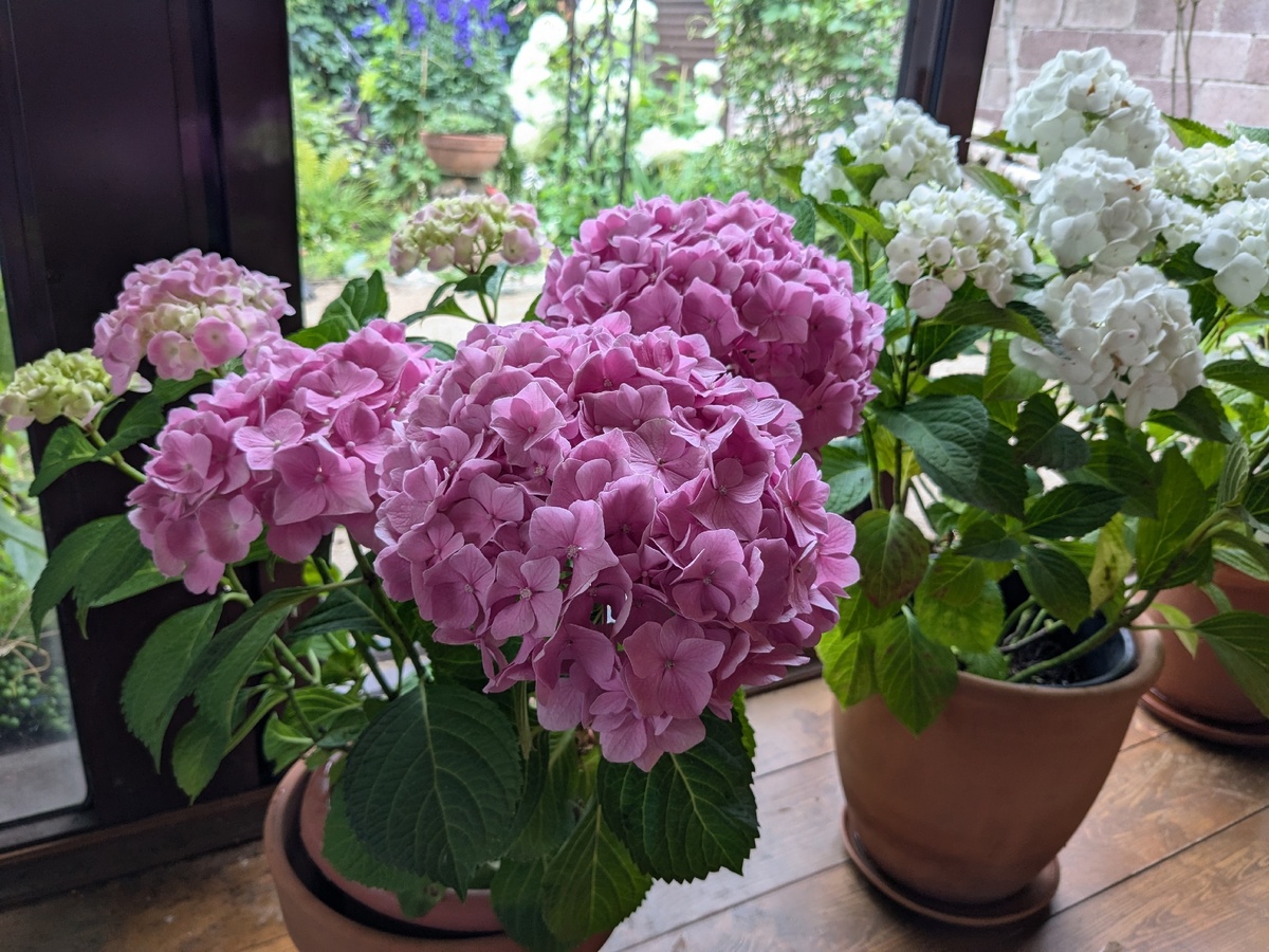 Надеюсь летом показать вам эту розовую гортензию уже в голубом цвете