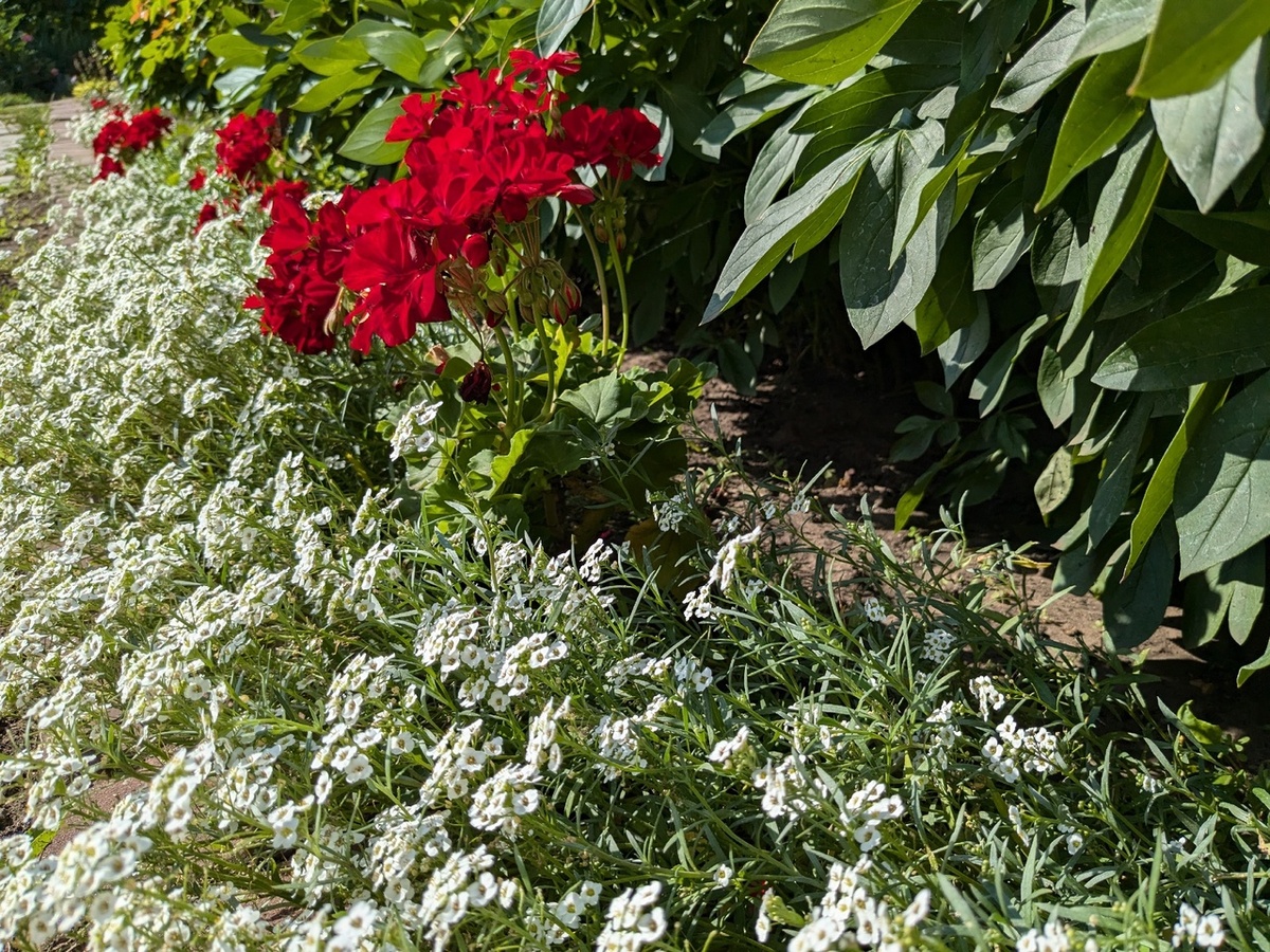 Вегетативный алиссум Snow Princes прекрасно показал себя не только в бочке, но и в открытом грунте