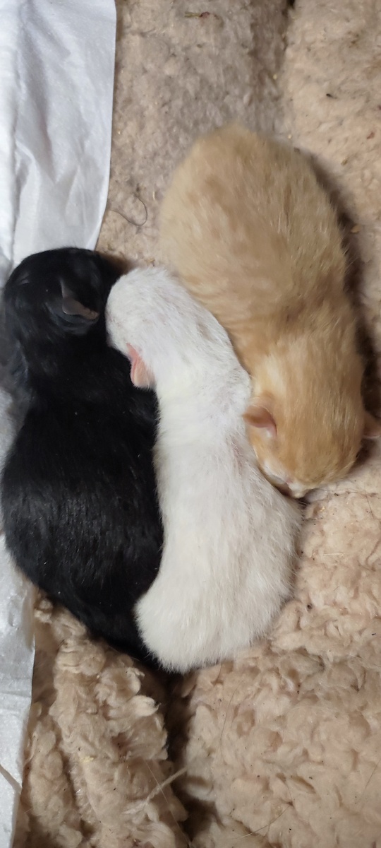 Котята, которых нашли кошки