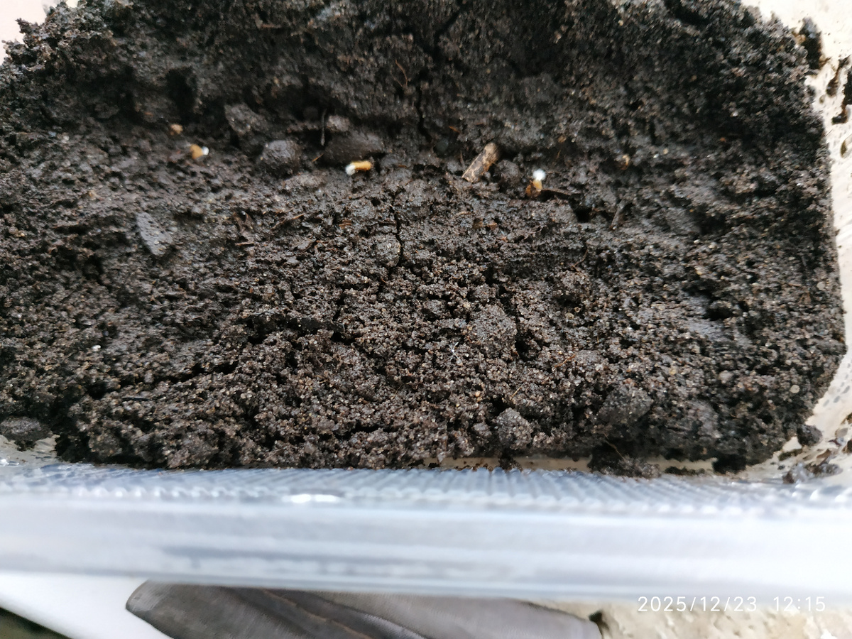 Семена в контейнере проросли, но не у всех одинаковый корешок.