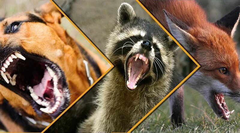 Фотография из интернета