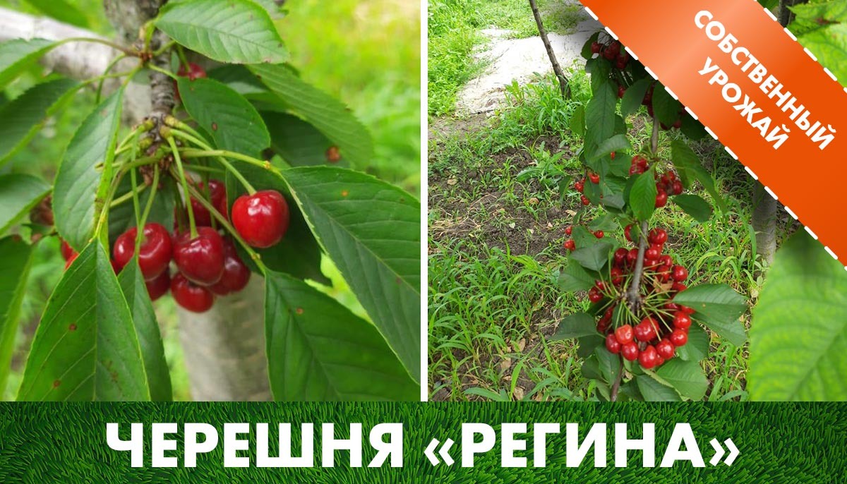 Урожай поздней черешни «Регина» в клетке саженцев на нашем участке