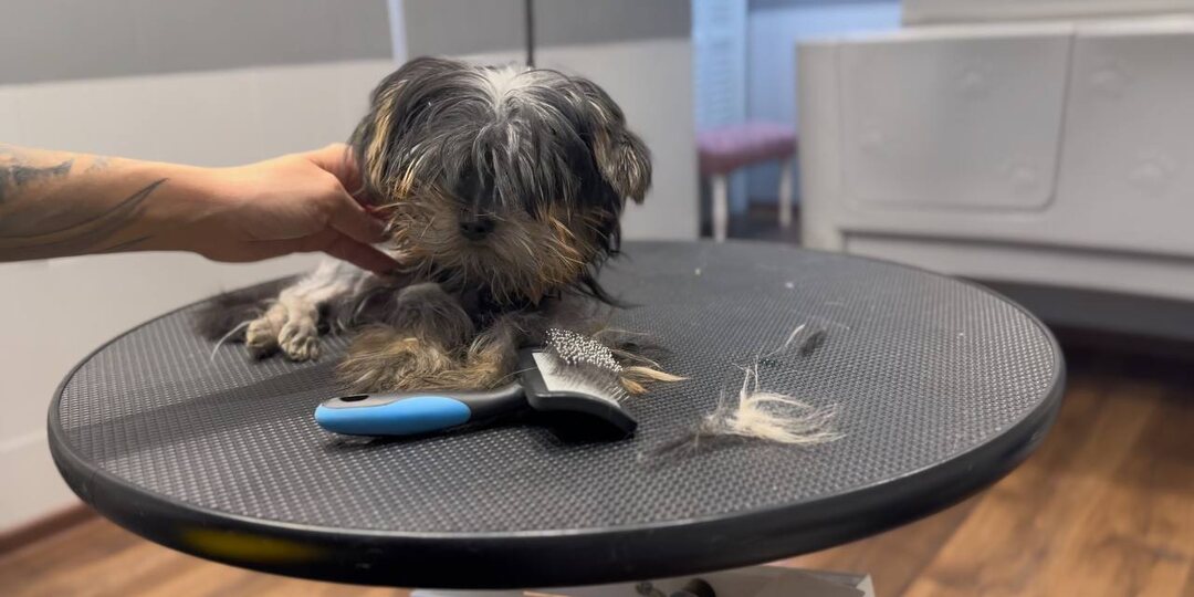 Почему адаптивный груминг невозможно сделать между делом