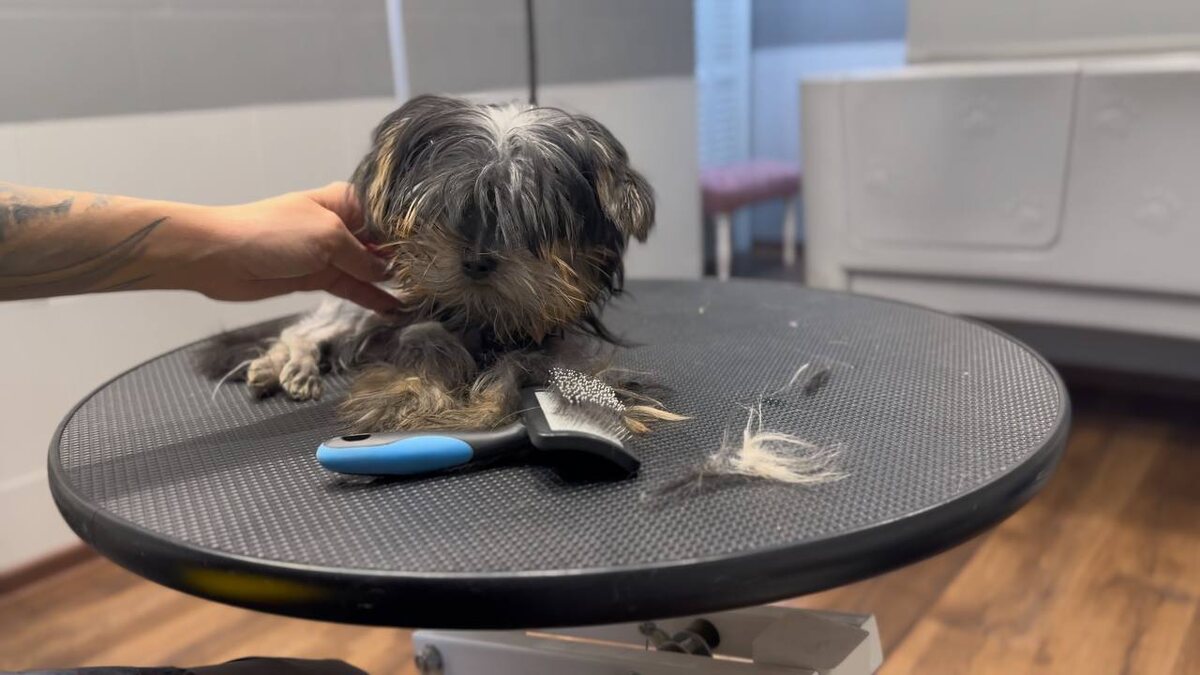 Адаптивный груминг начинается не с мягких рук, а с чёткой структуры. Там, где нет процесса и повторяемости, животное не чувствует опоры, никакая аккуратность не заменит систему.